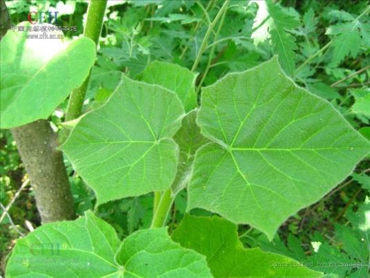 泡桐（玄参科泡桐属植物）
