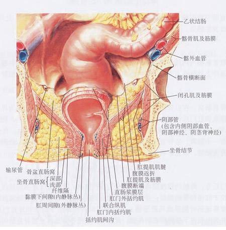 肛门肿痛