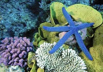 海洋底栖生物