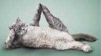 瑜珈猫