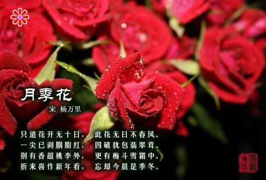 月季花（宋代诗人徐积创作的诗）