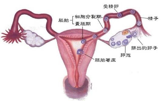 双侧多囊卵巢