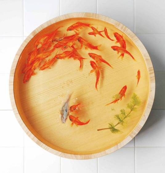 树脂金鱼