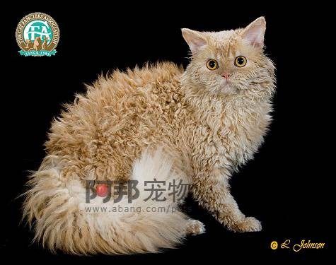美国卷毛猫