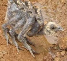 六翅鸡