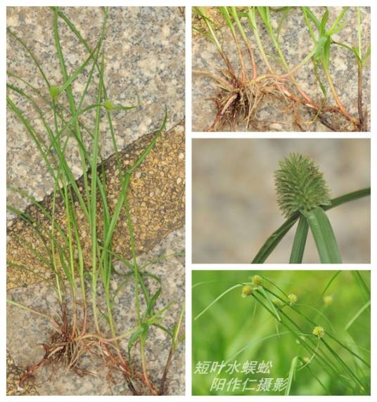 短叶水蜈蚣