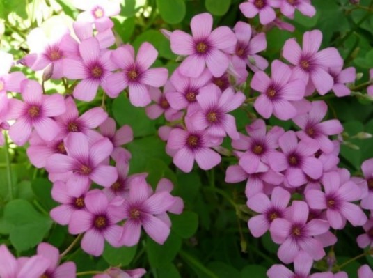 红花酢浆草（中药）