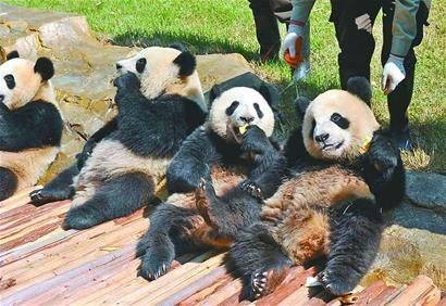 亚运熊猫团