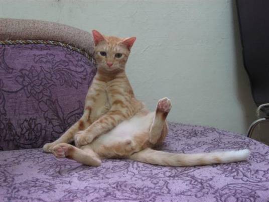 加拉猫