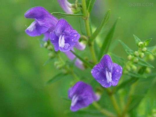 黄芩（唇形科黄芩属植物）