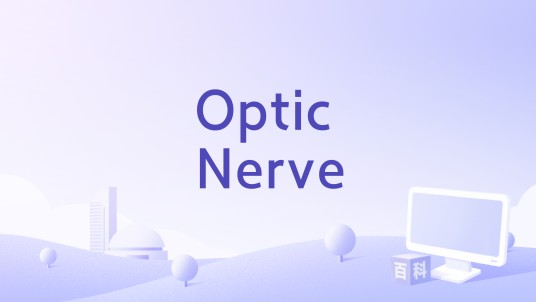 Optic Nerve