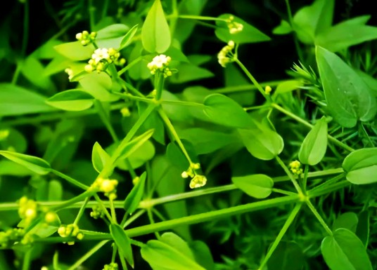 茜草根(中药)
