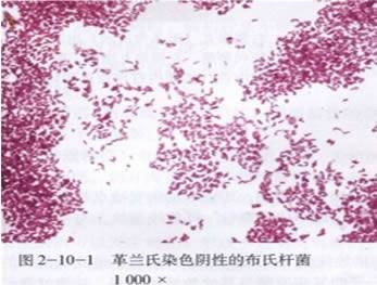 布氏杆菌