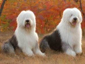 英国古代牧羊犬（犬科犬属动物）