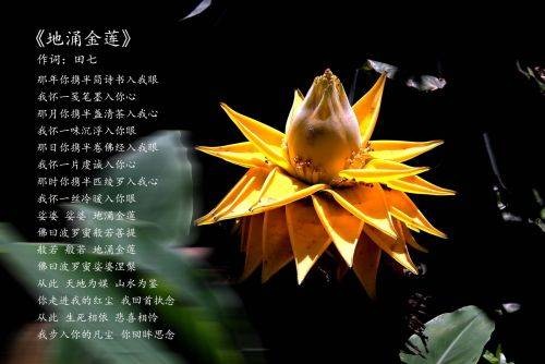 地涌金莲（田七导演歌曲）