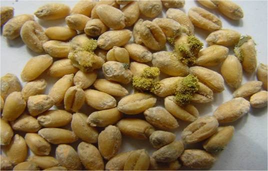 点翠（粮食霉变中生霉阶段的菌落现象）