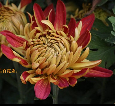 中国开封菊花文化节