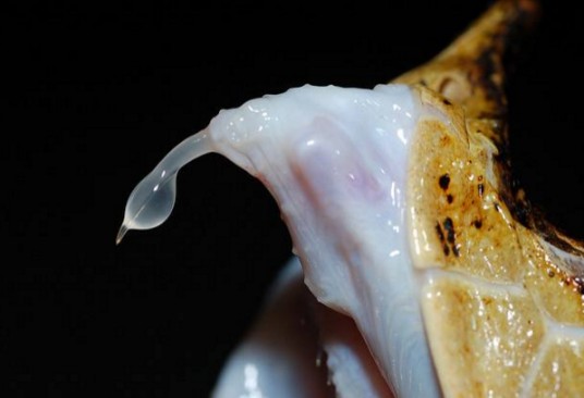 毒液（生物学）