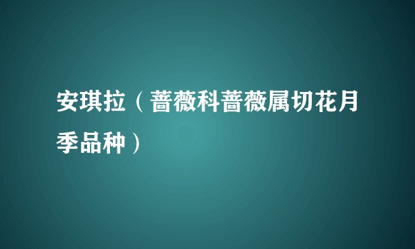 安琪拉(蔷薇科蔷薇属切花月季品种)