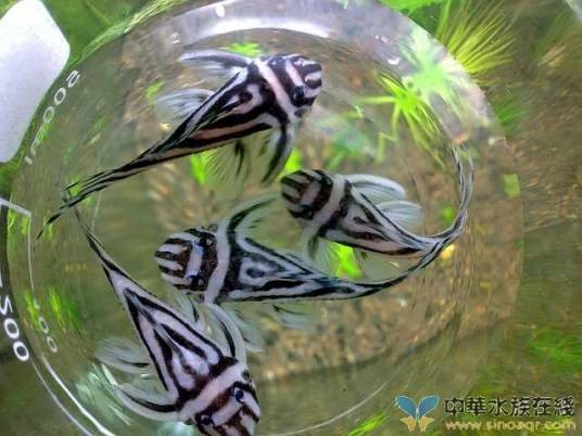 熊猫异型鱼