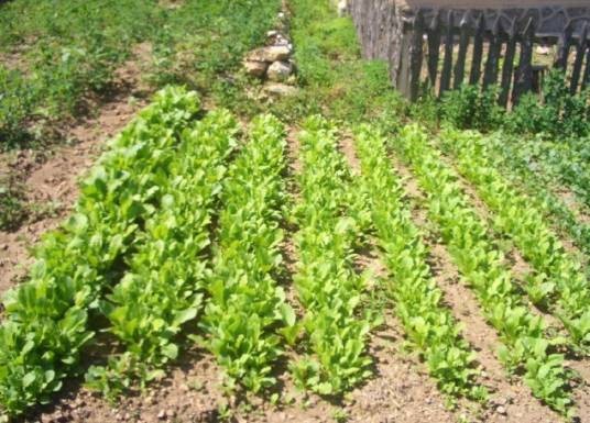小菜园（以方便蔬菜为核心的种植解决方案）
