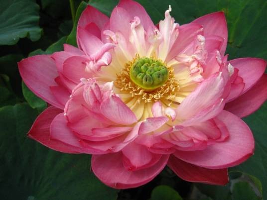 彩蝶（荷花品种）