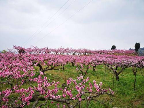 龙泉桃花沟（四川省景点）