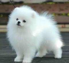 博美犬（起源于德国波美拉尼亚地区的玩赏犬）