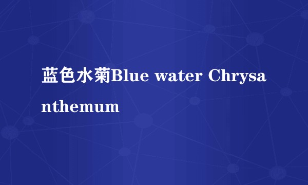 蓝色水菊Blue water Chrysanthemum