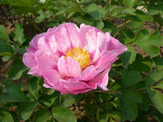 花蝴蝶(芍药属牡丹栽培品种)
