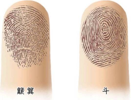 箕斗纹