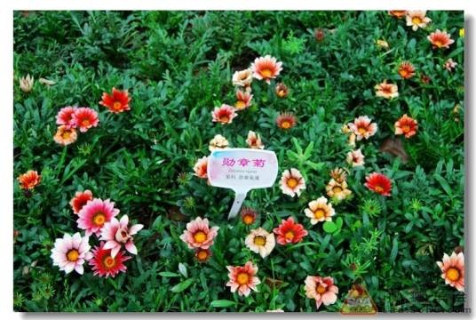 勋章花属
