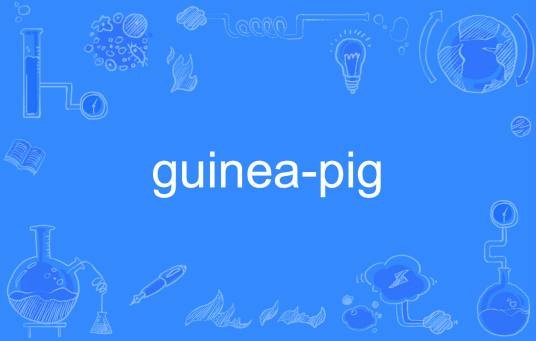 guinea-pig