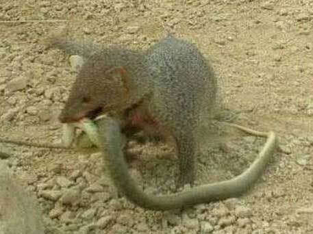 食蛇鼠