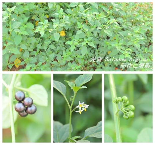 龙葵（茄科茄属植物）