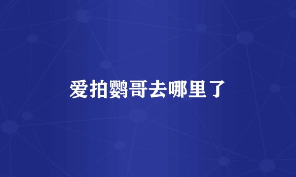 爱拍鹦哥去哪里了