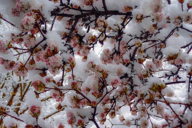 三月飞雪的原因是什么？