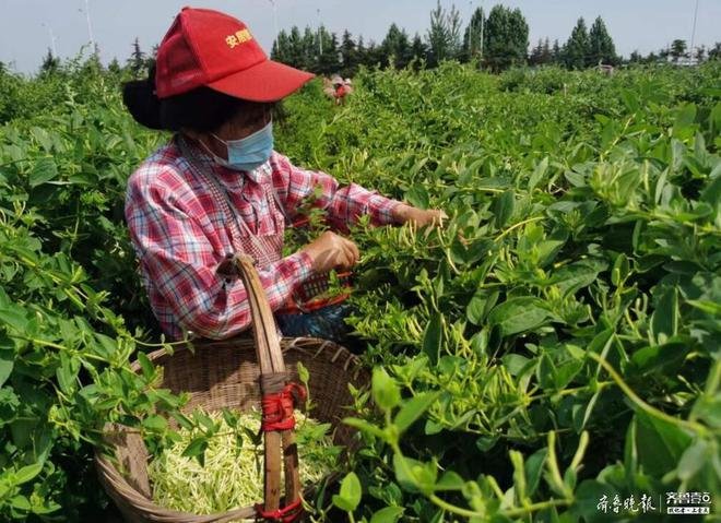 金银花之家