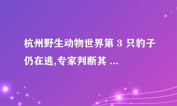 杭州野生动物世界第 3 只豹子仍在逃,专家判断其 或已死亡