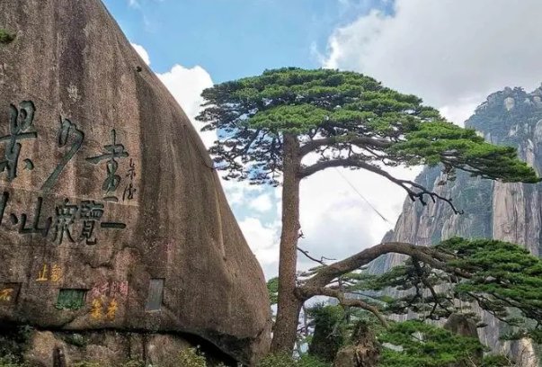 黄山旅游业遭重创“迎客松无客可迎”,疫情下各地旅游城市现状如何?