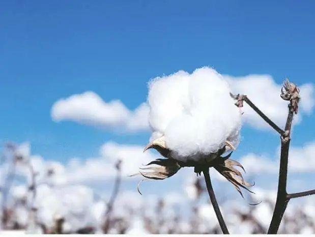 服装纺织概念股竞价多股涨停,这是由于什么事件引起的?