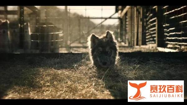 迪士尼复活感人大片《多哥》，神犬在暴雪中的惊心动魄