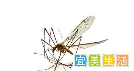 人们那么痛恨蚊子，为什么不把它们从地球上消灭掉