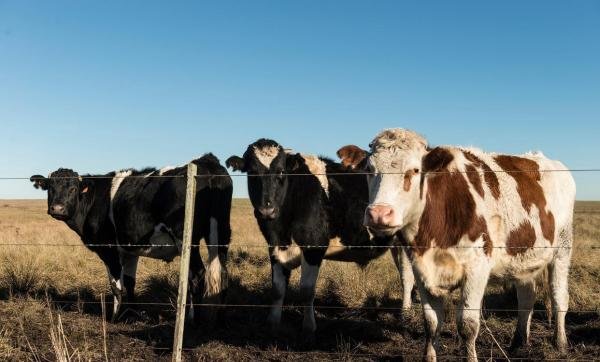 肉牛养牛场的建设规划、选址、结构要点