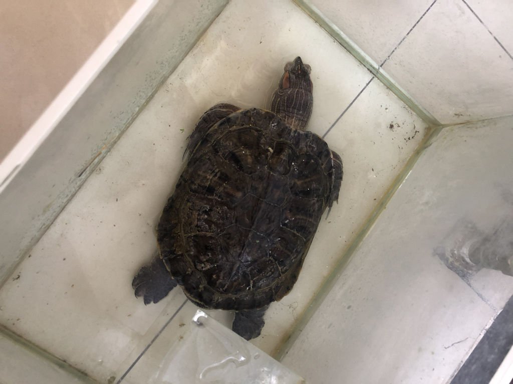 成都女子大扫除,床底意外发现“失踪”12年的乌龟,期间为何没有被发现?