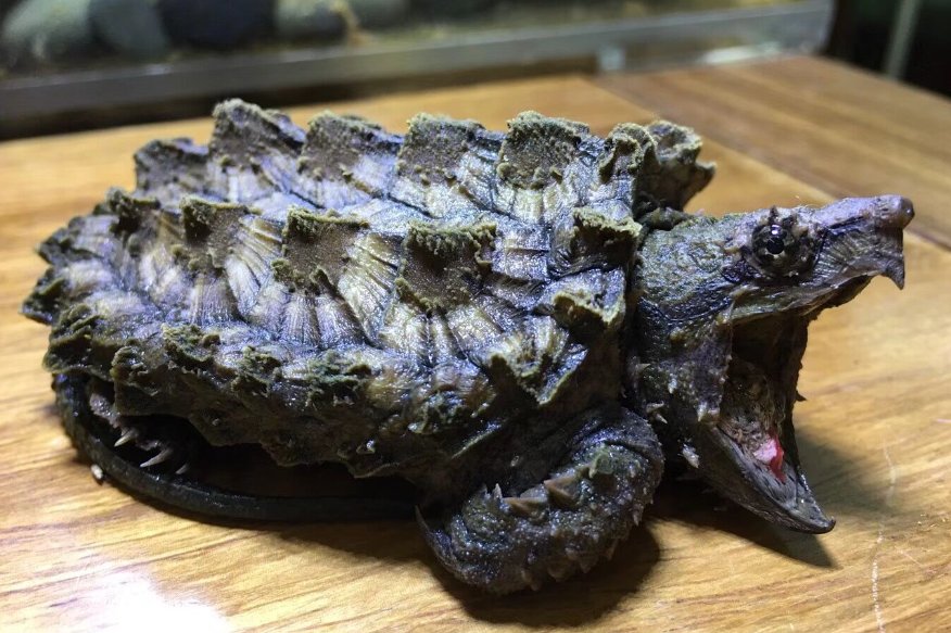 世界上最危险的乌龟