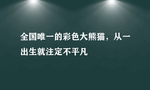 全国唯一的彩色大熊猫，从一出生就注定不平凡