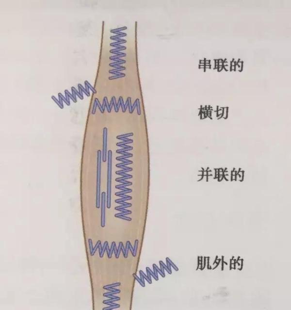 【科学看武术】谈谈区别西方肌肉训练的传武筋骨训练体系（三）大筋训练模式探究（下）