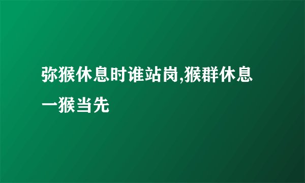 弥猴休息时谁站岗,猴群休息 一猴当先