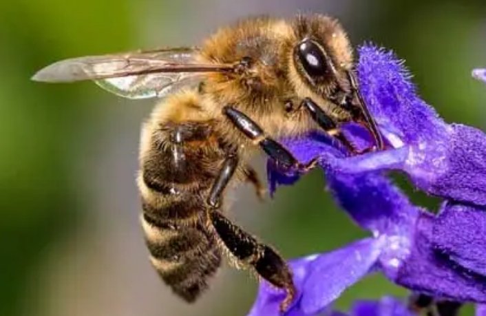 加拿大一省长讲话时误吞蜜蜂,蜜蜂进入食道里还能存活吗?